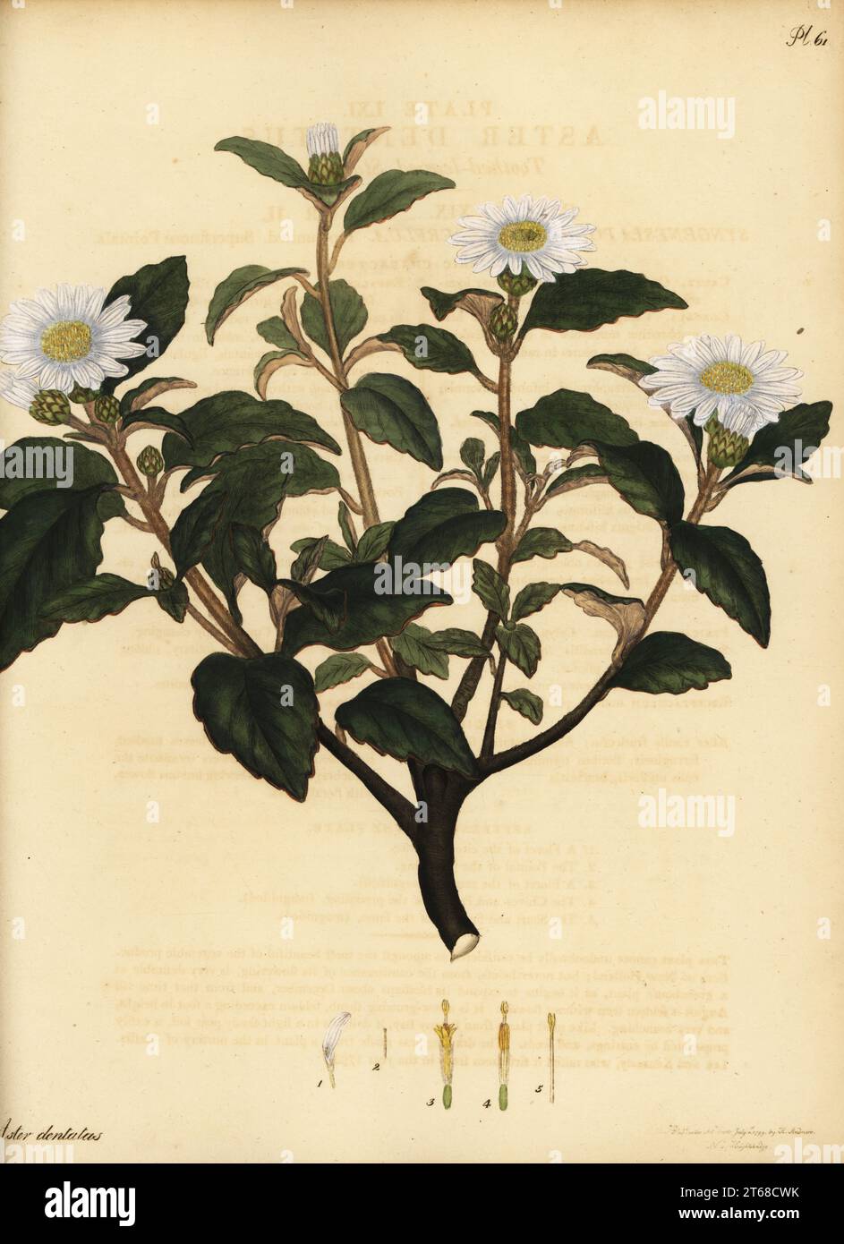 Downy daisy bush, Olearia tomentosa, native to New South Wales, Australia. Toothed-leaved starwort, Aster dentatus. Copperplate engraving drawn, engraved and hand-coloured by Henry Andrews from his Botanical Register, Volume 1, published in London, 1799. Stock Photo
