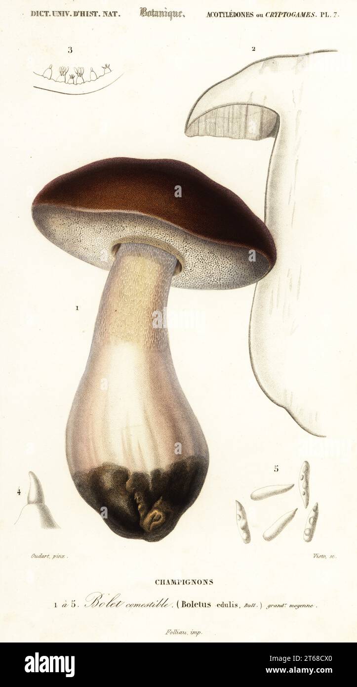 Cep, penny bun, porcino or porcini mushroom, Boletus edulis. Bolet comestible, Champignons. Handcoloured steel engraving by J. P. Visto after an illustration by Paul Louis Oudart from Charles d'Orbigny's Dictionnaire Universel d'Histoire Naturelle (Universal Dictionary of Natural History), Paris, 1849. Stock Photo