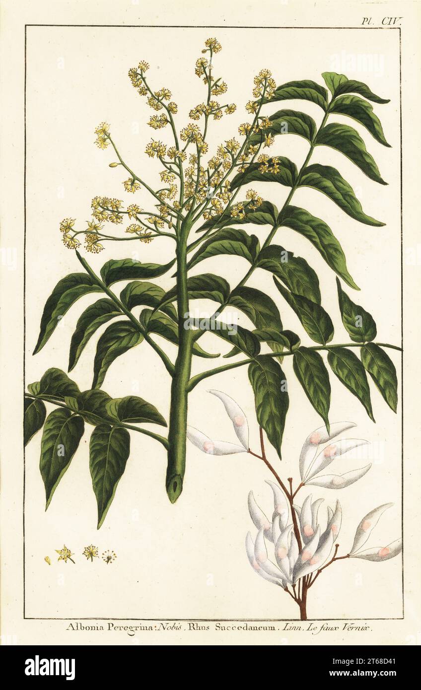 Varnish tree, Ailanthus altissima, or wax tree, Rhus succedanea