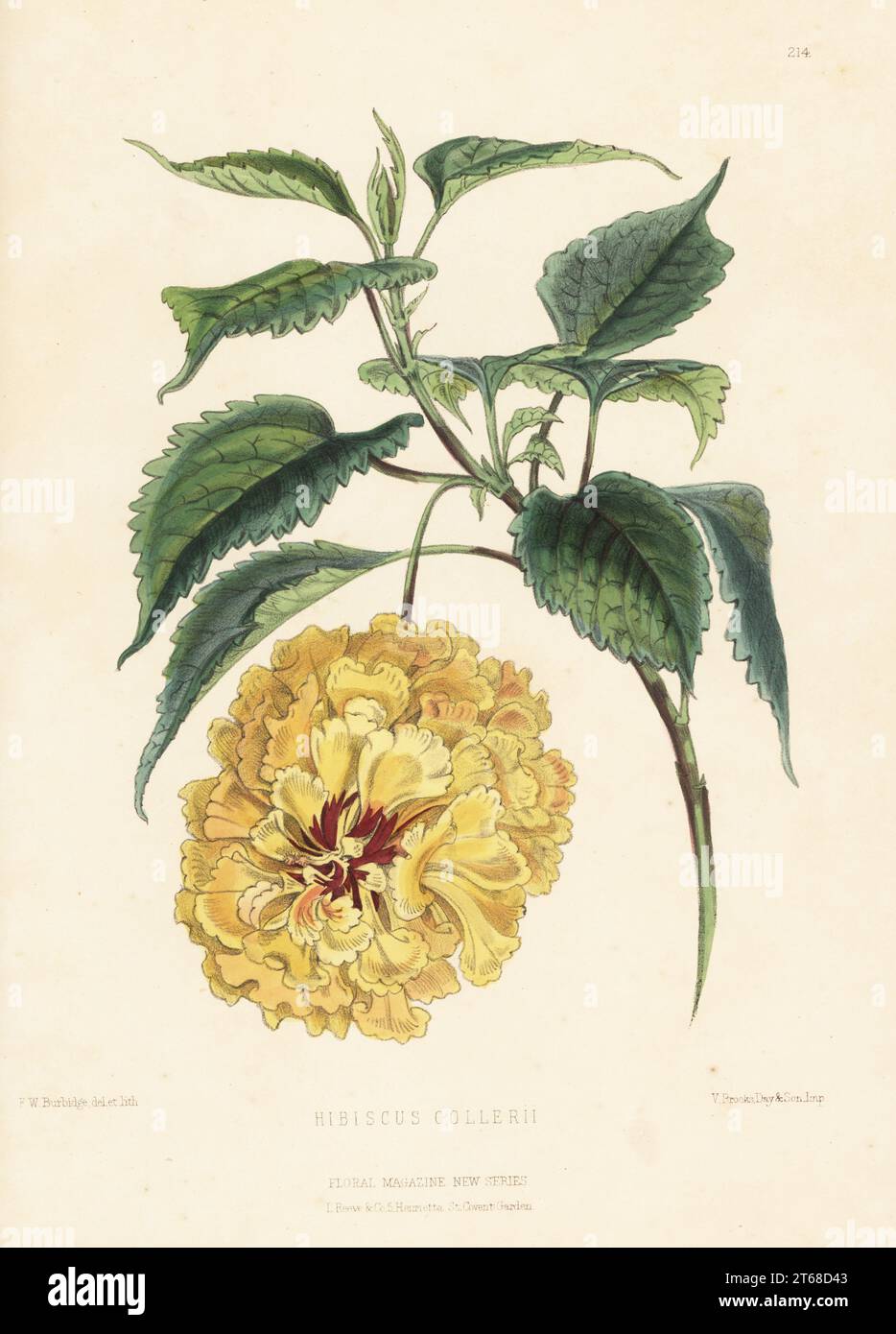 China rose, Hibiscus collerii, Hibiscus rosa-sinensis. Introduced by William Bull, Chelsea, from the South Sea Islands. Handcolored botanical illustration drawn and lithographed by Frederick William Burbidge from Henry Honywood Dombrain's Floral Magazine, New Series, Volume 5, L. Reeve, London, 1876. Lithograph printed by Vincent Brooks, Day & Son. Stock Photo