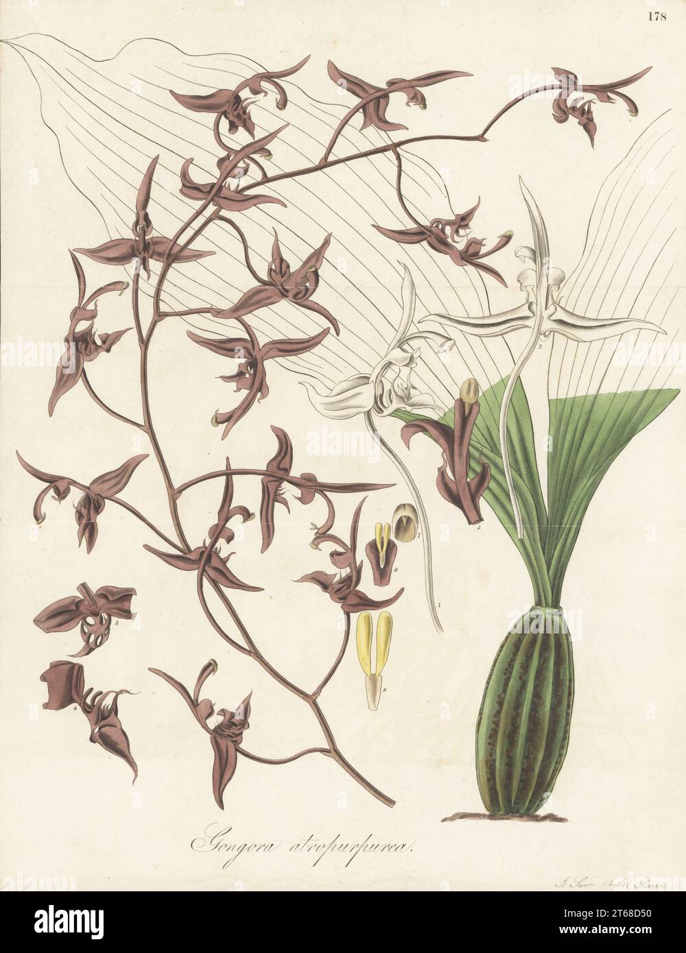 Dark-flowered gongora orchid, Gongora atropurpurea. Trinidad and Tobago to South tropical America, sent from Trinidad by Eduard Freiherr von Schack, Baron de Schack. Handcoloured copperplate engraving by Joseph Swan after a botanical illustration by William Jackson Hooker from his Exotic Flora, William Blackwood, Edinburgh, 1827. Stock Photo