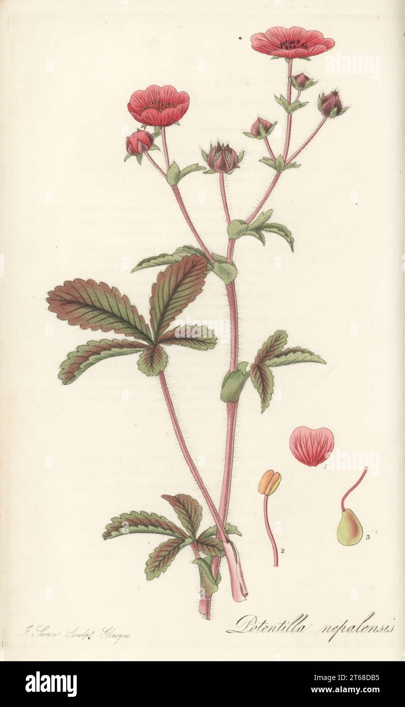 Nepal cinqufoil or red-flowered Nepal potentilla, Potentilla nepalensis. Raised at Glasgow Botanic Garden from seeds sent Nepal by plant hunter Dr. Nathaniel Wallich. Handcoloured copperplate engraving by Joseph Swan after a botanical illustration by William Jackson Hooker from his Exotic Flora, William Blackwood, Edinburgh, 1823-27. Stock Photo