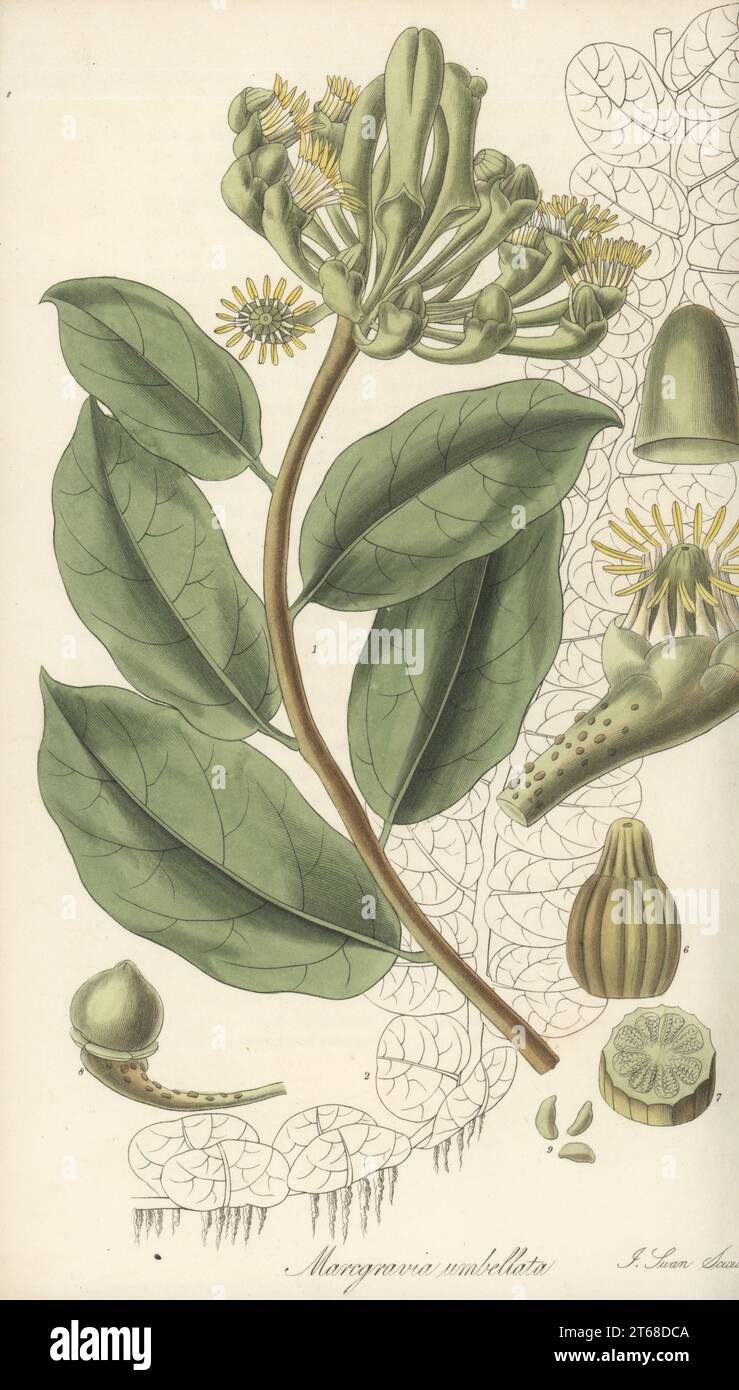 Monkey paws vine or climbing marcgravia, Marcgravia umbellata. Native to the Caribbean, specimen sent from St. Vincent Island, West Indies, by the Rev. Lansdown Guilding. Handcoloured copperplate engraving by Joseph Swan after a botanical illustration by William Jackson Hooker from his Exotic Flora, William Blackwood, Edinburgh, 1827. Stock Photo