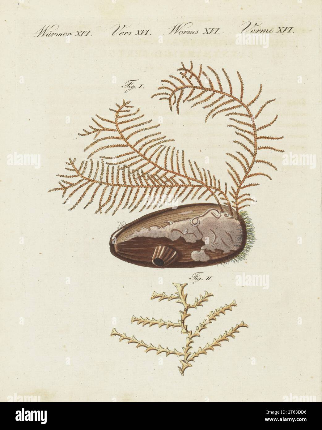 Sea fir, Abietinaria abietina I, adhering to a sea shell, and magnified II. Hydrozoan species, Sertularia abietina. Handcoloured copperplate engraving from Carl Bertuch's Bilderbuch fur Kinder (Picture Book for Children), Weimar, 1810. A 12-volume encyclopedia for children illustrated with almost 1,200 engraved plates on natural history, science, costume, mythology, etc., published from 1790-1830. Stock Photo