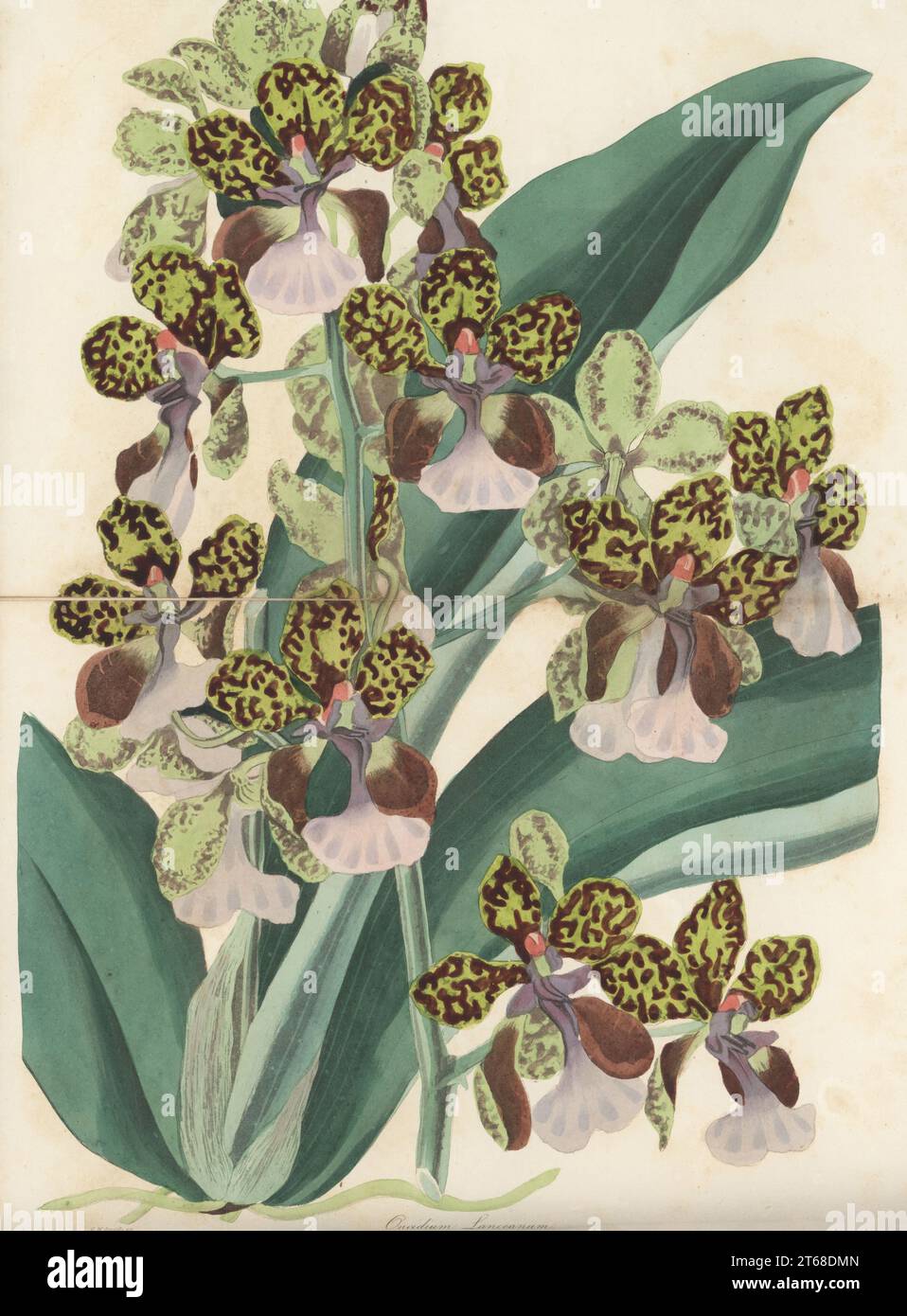 Lance's trichocentrum orchid, Trichocentrum lanceanum. Native to South America and the Caribbean, introduced from Suriname by British judge John Henry Lance. Mr Lance's oncidium, Oncidium lanceanum. Handcoloured engraving by Frederick William Smith from Joseph Paxtons Magazine of Botany, and Register of Flowering Plants, Volume 4, Orr and Smith, London, 1837. Stock Photo