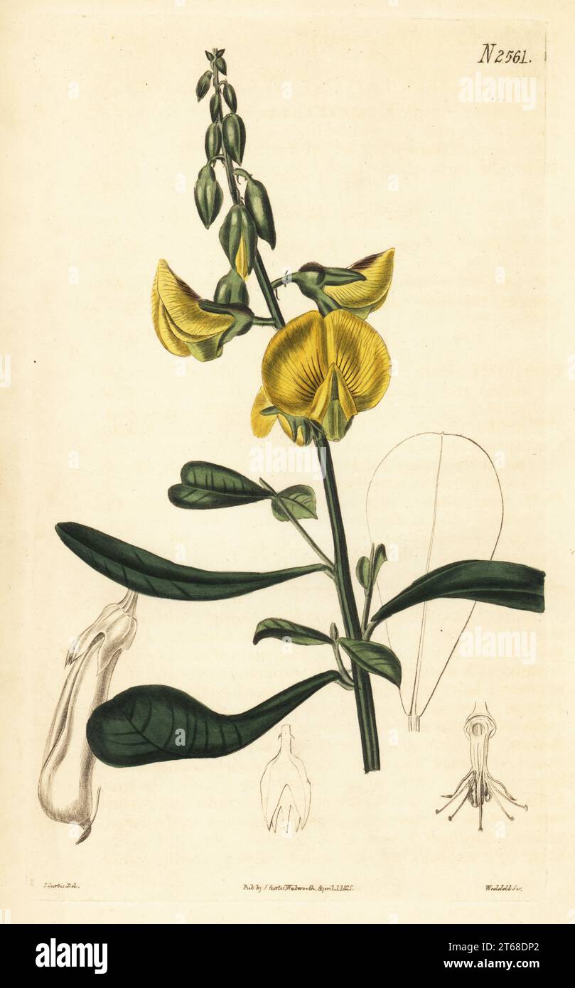 Wedge-leaf rattlepod or wedge-leaved crotalaria, Crotalaria retusa. Native to the East Indies and Mexico, seeds received by James Charles Tate at the Nursery and Botanic Garden in Sloane Street, Chelsea. Handcoloured copperplate engraving by Weddell after a botanical illustration by John Curtis from William Curtis's Botanical Magazine, Samuel Curtis, London, 1825. Stock Photo