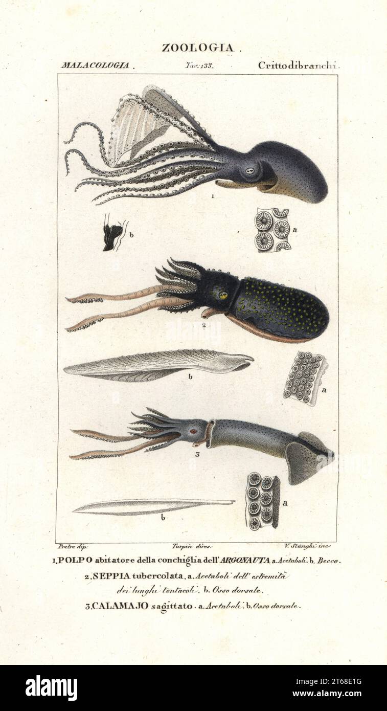 Great argonaut, Argonauta argo 1, cuttlefish, Sepia tuberculata 2 and European flying squid, Todarodes sagittatus 3. Polpo dellargonauta, Seppia tubercolata, Calamajo sagittato. Handcoloured copperplate stipple engraving from Jussieu's Dizionario delle Scienze Naturali, Dictionary of Natural Science, Florence, Italy, 1837. Illustration engraved by V. Stanghi, drawn by Jean Gabriel Pretre and directed by Pierre Jean-Francois Turpin, and published by Batelli e Figli. Turpin (1775-1840) is considered one of the greatest French botanical illustrators of the 19th century. Stock Photo