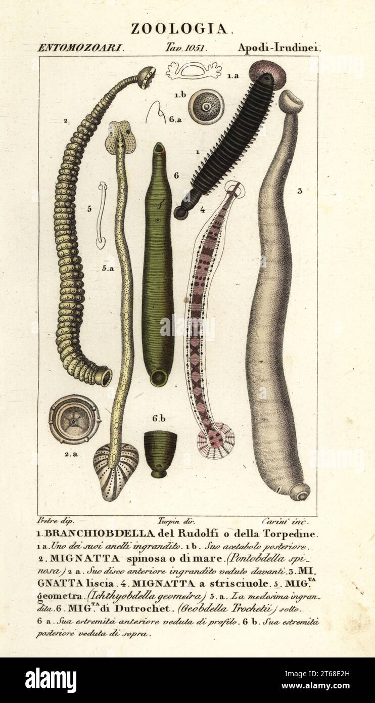 Fish leech and freshwater leeches: Branchiobdellida 1, Pontobdella spinosa 2, Whitmania laevis 3, Hirudo vittata 4, Piscicola geometra 5, Ichthyobdella geometra 5, Geobdella trochetii 6. Handcoloured copperplate stipple engraving from Antoine Laurent de Jussieu's Dizionario delle Scienze Naturali, Dictionary of Natural Science, Florence, Italy, 1837. Illustration engraved by Carini, drawn by Jean Gabriel Pretre and directed by Pierre Jean-Francois Turpin, and published by Batelli e Figli. Turpin (1775-1840) is considered one of the greatest French botanical illustrators of the 19th century. Stock Photo
