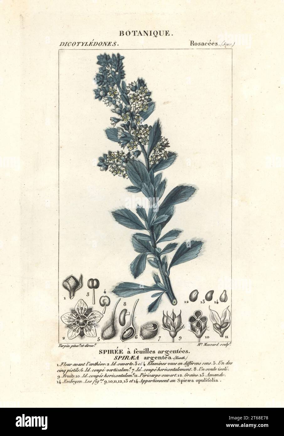Spiraea canescens, Spiraea media, Spiraea argentea, Spiree a feuilles argentees. Handcoloured copperplate stipple engraving from Antoine Laurent de Jussieu's Dizionario delle Scienze Naturali, Dictionary of Natural Science, Florence, Italy, 1837. Illustration engraved by Madame Massard, drawn and directed by Pierre Jean-Francois Turpin, and published by Batelli e Figli. Turpin (1775-1840) is considered one of the greatest French botanical illustrators of the 19th century. Stock Photo