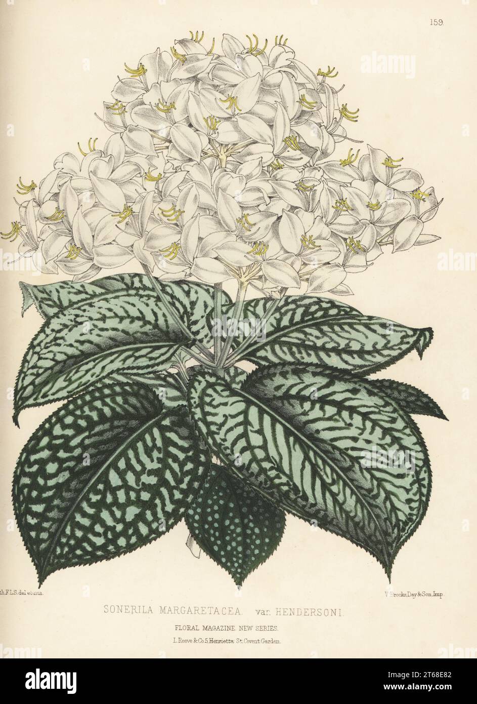 Sonerila margaritacea, native to Myanmar. Terrarium or hothouse ornamental foliage plant raised by Edward George Henderson and Sons of Wellington Nurseries, St John's Wood. Sonerila margaretacea var. Hendersoni. Handcolored botanical illustration drawn and lithographed by Worthington George Smith from Henry Honywood Dombrain's Floral Magazine, New Series, Volume 4, L. Reeve, London, 1875. Lithograph printed by Vincent Brooks, Day & Son. Stock Photo