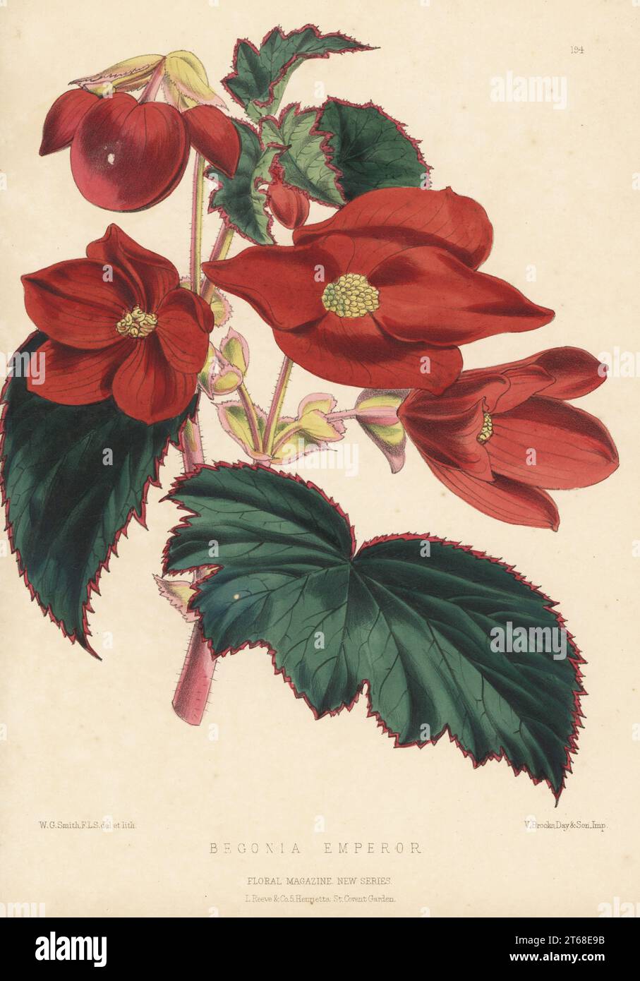 Begonia cultivar, Emperor. Hybrid of Begonia clarkii x Begonia chelsoni, raised by James Veitch and Sons, Chelsea. Handcolored botanical illustration drawn and lithographed by Worthington George Smith from Henry Honywood Dombrain's Floral Magazine, New Series, Volume 5, L. Reeve, London, 1876. Lithograph printed by Vincent Brooks, Day & Son. Stock Photo