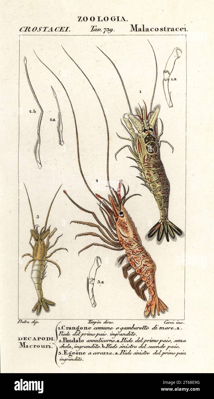 Common shrimp, Crangon crangon 1, pink shrimp, Pandalus montagui 2, and Aegaeon cataphractus 3. Crangone comune, Pandalo annulicorne, Egeone a corazza. Handcoloured copperplate stipple engraving from Antoine Laurent de Jussieu's Dizionario delle Scienze Naturali, Dictionary of Natural Science, Florence, Italy, 1837. Illustration engraved by Corsi, drawn by Jean Gabriel Pretre and directed by Pierre Jean-Francois Turpin, and published by Batelli e Figli. Turpin (1775-1840) is considered one of the greatest French botanical illustrators of the 19th century. Stock Photo