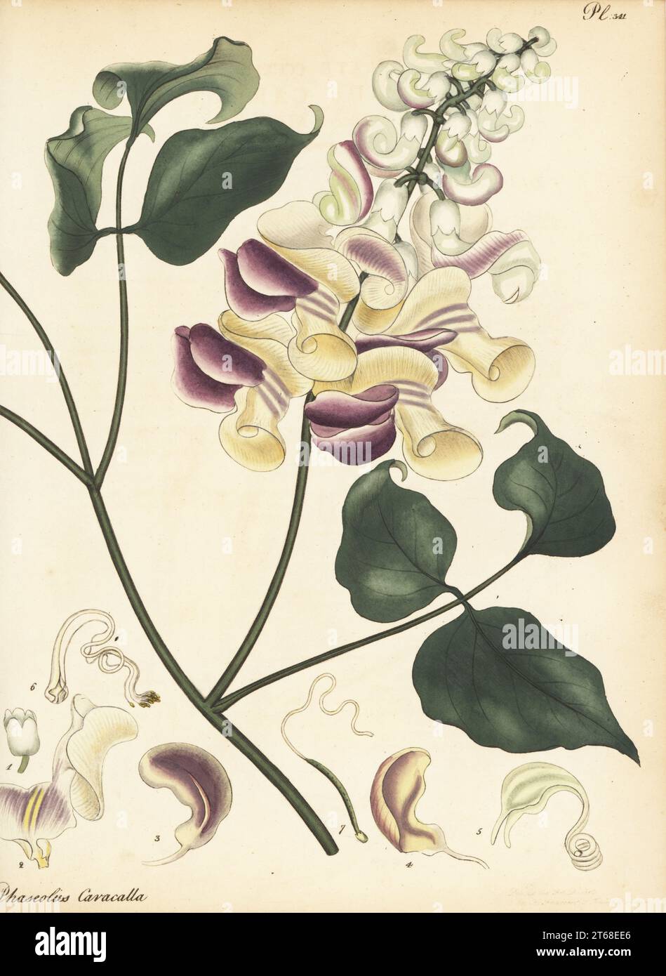 Corkscrew vine, Cochliasanthus caracalla. Snail-flowered kidney-bean, Phaseolus caracalla. From Brazil, South America. Copperplate engraving drawn, engraved and hand-coloured by Henry Andrews from his Botanical Register, Volume 5, self-published in Knightsbridge, London, 1803. Stock Photo