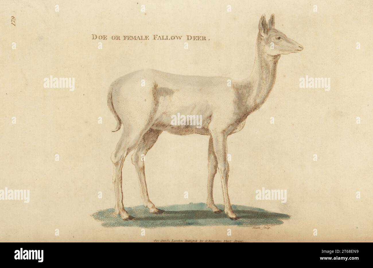 European fallow deer, female or doe with antlers, Dama dama. White or ...