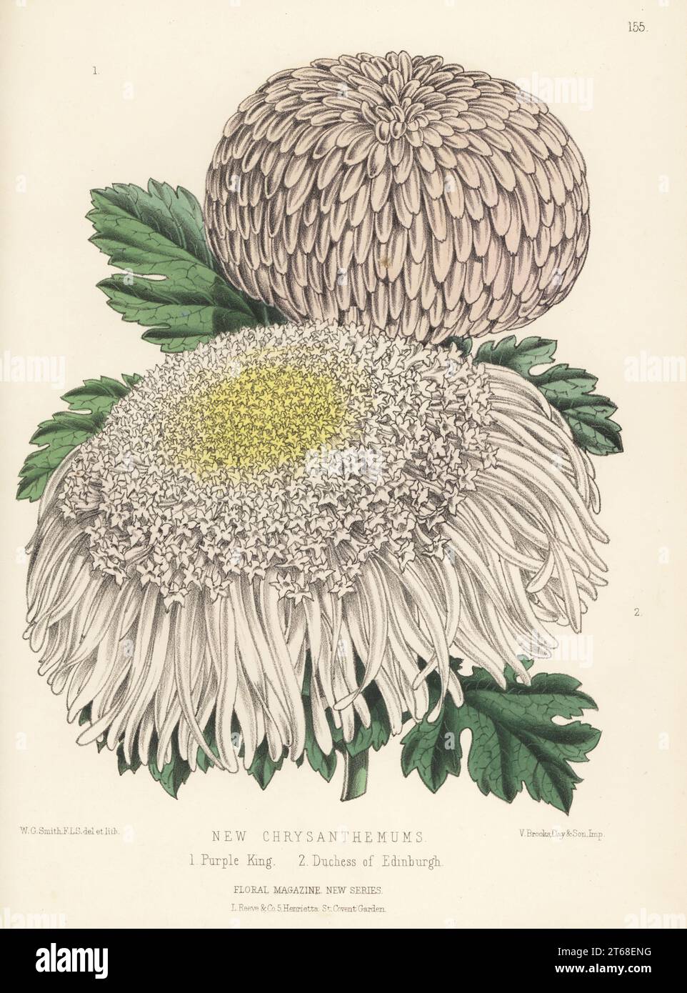 New Japanese chrysanthemum cultivars: Purple King 1 and Duchess of Edinburgh 2. Raised by James Herbert Veitch and Sons of Chelsea. Handcolored botanical illustration drawn and lithographed by Worthington George Smith from Henry Honywood Dombrain's Floral Magazine, New Series, Volume 4, L. Reeve, London, 1875. Lithograph printed by Vincent Brooks, Day & Son. Stock Photo