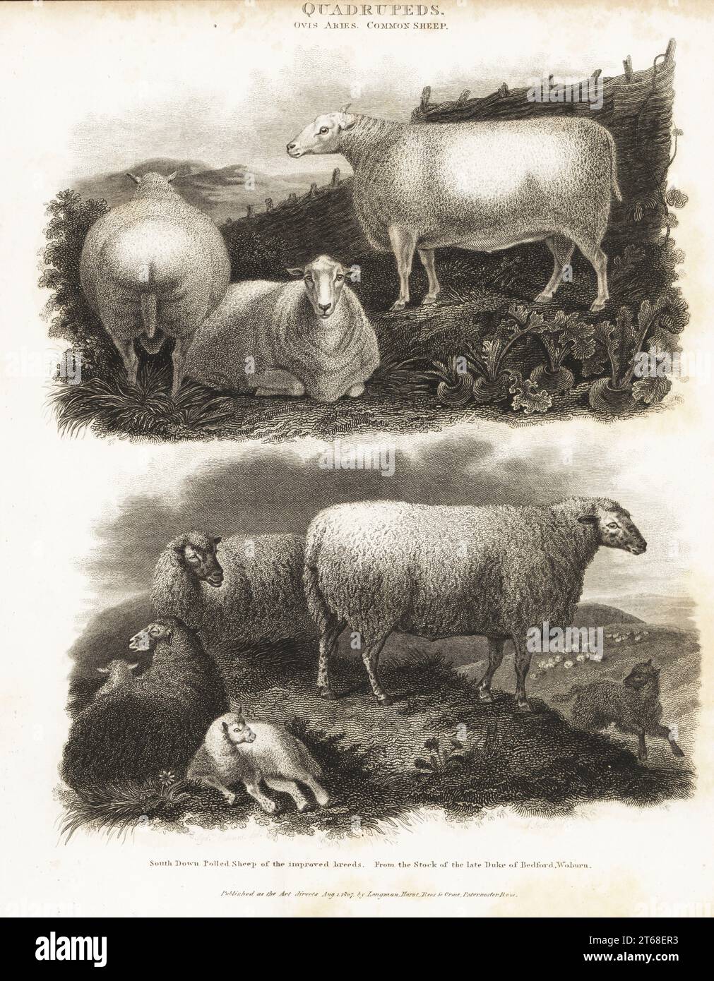 Common sheep, Ovis aries, and South Down polled sheep of the improved breeds, from the stock of the model farm of Francis Russell, 5th Duke of Bedford, Woburn Abbey. Copperplate engraving from Abraham Rees' Cyclopedia or Universal Dictionary of Arts, Sciences and Literature, Longman, Hurst, Rees and Orme, London, 1807. Stock Photo