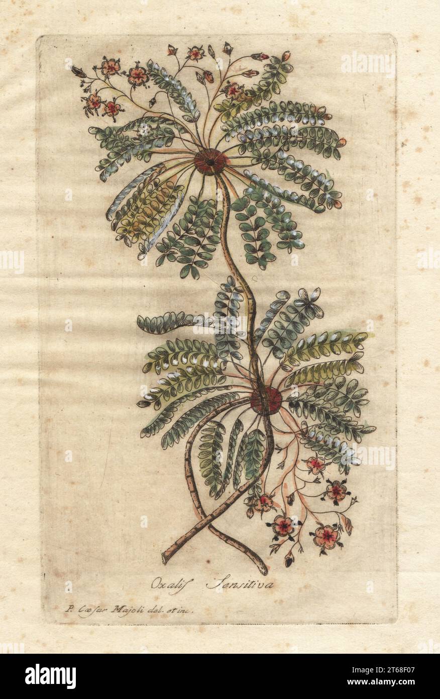 Little tree plant or Mukkootti, Biophytum sensitivum. As sensible wood-sorrel, Oxalis sensitiva, Nepal and India. Handcoloured copperplate engraving by Giuseppe Bianchi after Cesare Majoli from Giovanni Hill's Decade di alberi curiosi ed eleganti piante, Decade of Curious and Elegant Trees and Plants, Nella Stamperia Salomoni, Rome, 1786. It had first been published by John Hill in London in 1773. Stock Photo