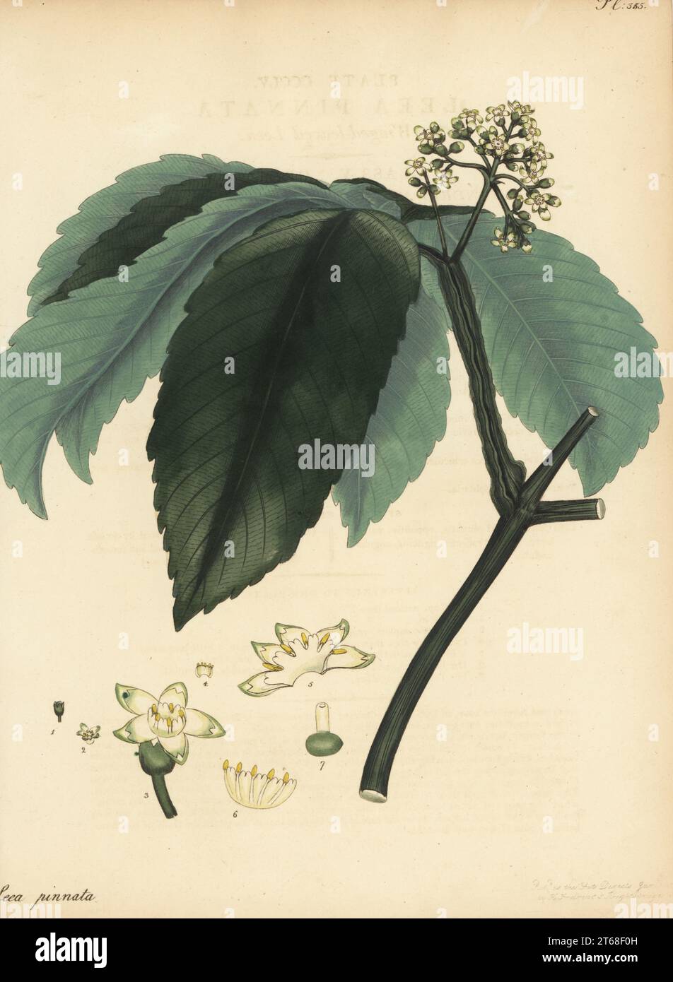 Leea asiatica. Winged-leaved leea, Leea pinnata. From the East Indies, from India to China. Copperplate engraving drawn, engraved and hand-coloured by Henry Andrews from his Botanical Register, Volume 5, self-published in Knightsbridge, London, 1804. Stock Photo
