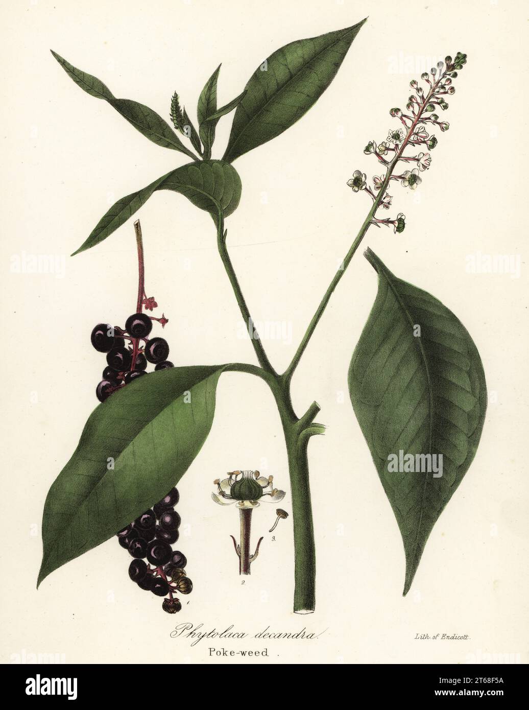 Pokeweed, Phytolacca americana (Phytolaca decandra). Handcoloured lithograph by Endicott after a botanical illustration from John Torreys A Flora of the State of New York, Carroll and Cook, Albany, 1843. The plates drawn by John Torrey, Agnes Mitchell, Elizabeth Paoley and Swinton. John Torrey was an American botanist, chemist and physician 1796-1873. Stock Photo