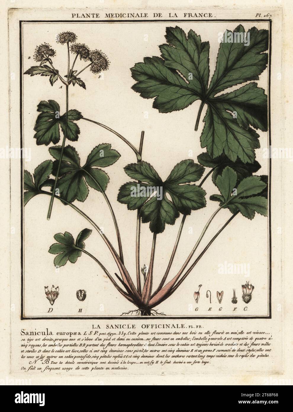 Wood sanicle, la sanicle officinale, Sanicula europaea. Copperplate engraving printed in three colours by Pierre Bulliard from his Herbier de la France, ou collection complete des plantes indigenes de ce royaume, Didot jeune, Debure et Belin, 1780-1793. Stock Photo