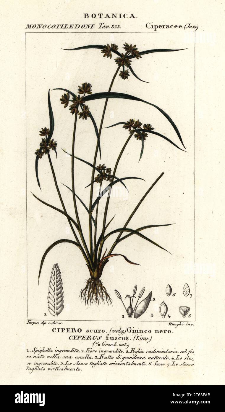 Brown galingale or brown flatsedge, Cyperus fuscus, Cipero scuro, Giunco nero. Handcoloured copperplate stipple engraving from Antoine Laurent de Jussieu's Dizionario delle Scienze Naturali, Dictionary of Natural Science, Florence, Italy, 1837. Illustration engraved by Stanghi, drawn and directed by Pierre Jean-Francois Turpin, and published by Batelli e Figli. Turpin (1775-1840) is considered one of the greatest French botanical illustrators of the 19th century. Stock Photo