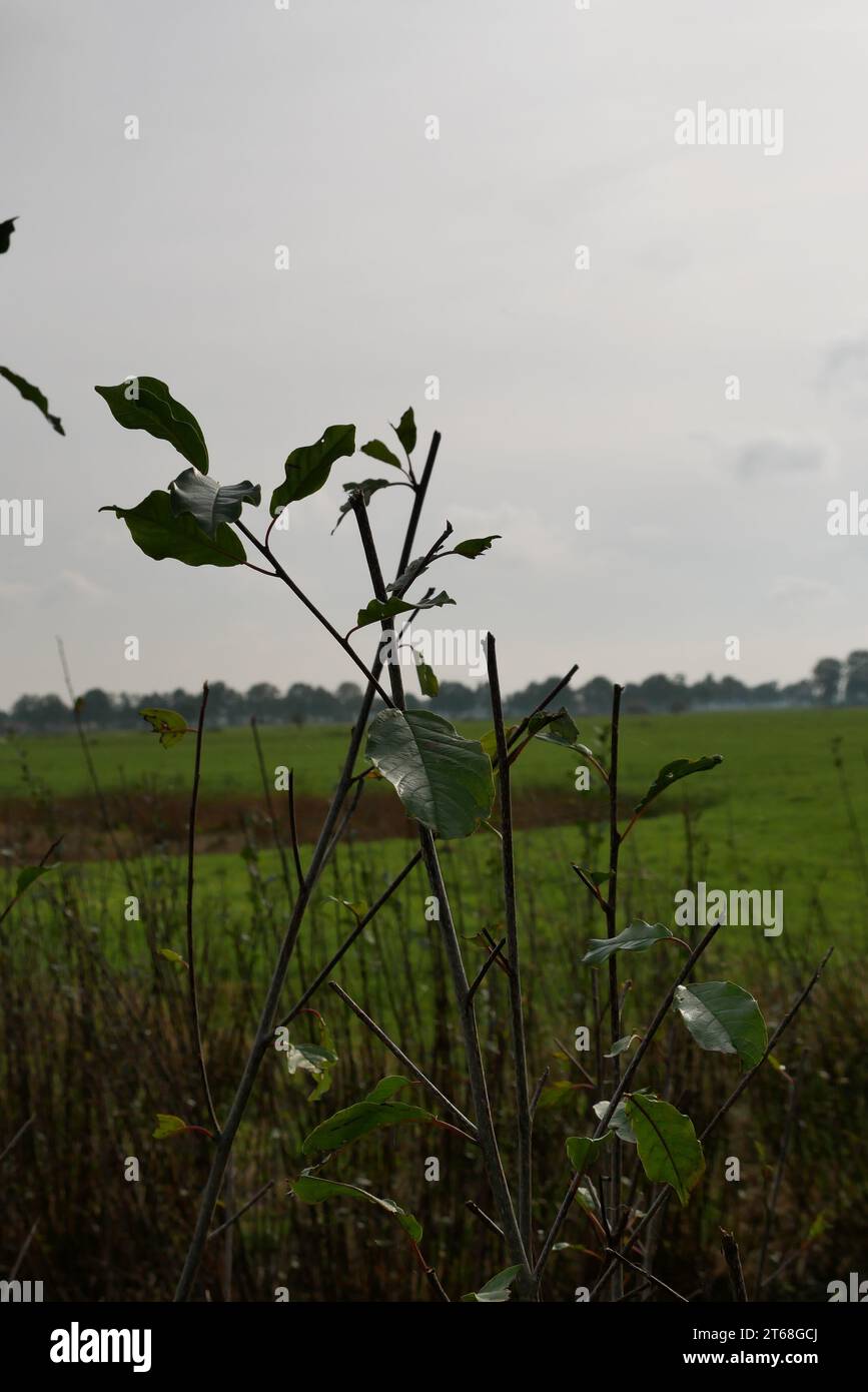 Green leaves in focus hi-res stock photography and images - Alamy