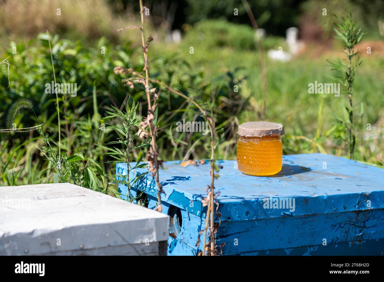 Honey jars under the sun in front of greens in farm with bee hive Stock