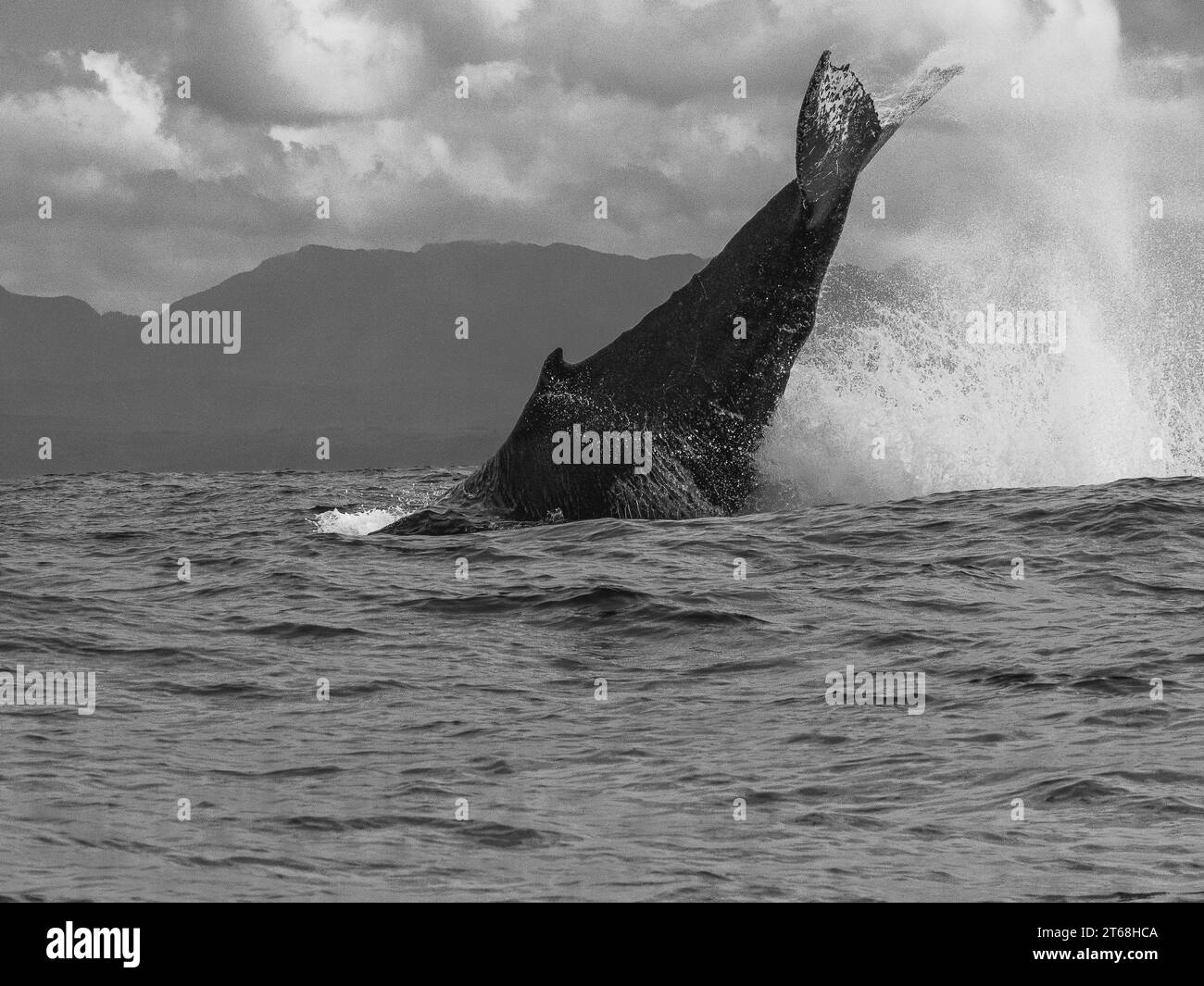 Dolphin exhaling Black and White Stock Photos &amp; Images - Alamy