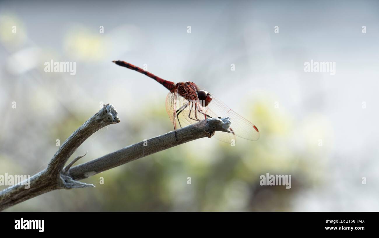 red dragonfly perched on a dry branch with its textured wings downwards. blurred background. Stock Photo