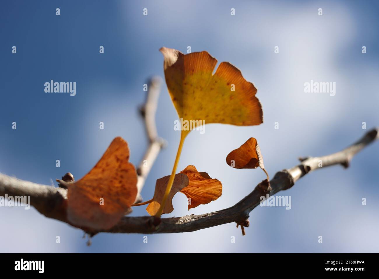 Branch with autumn leaves of Ginkgo Biloba. The tree of wisdom and hope. Fan-shaped leaves. Stock Photo