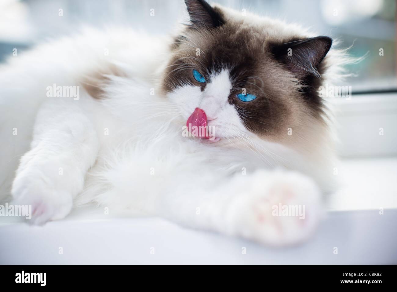Beautiful young white purebred Ragdoll cat with blue eyes, at home ...