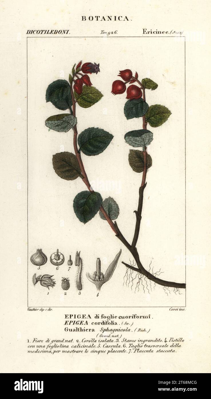 Teaberry, Gaultheria domingensis. (Epigia cordifolia, Gualthiera sphagnicola, Epigea di foglie cuoriformi). Handcoloured copperplate stipple engraving from Antoine Laurent de Jussieu's Dizionario delle Scienze Naturali, Dictionary of Natural Science, Florence, Italy, 1837. Illustration engraved by Corsi, drawn and directed by Pierre Jean-Francois Turpin, and published by Batelli e Figli. Turpin (1775-1840) is considered one of the greatest French botanical illustrators of the 19th century. Stock Photo