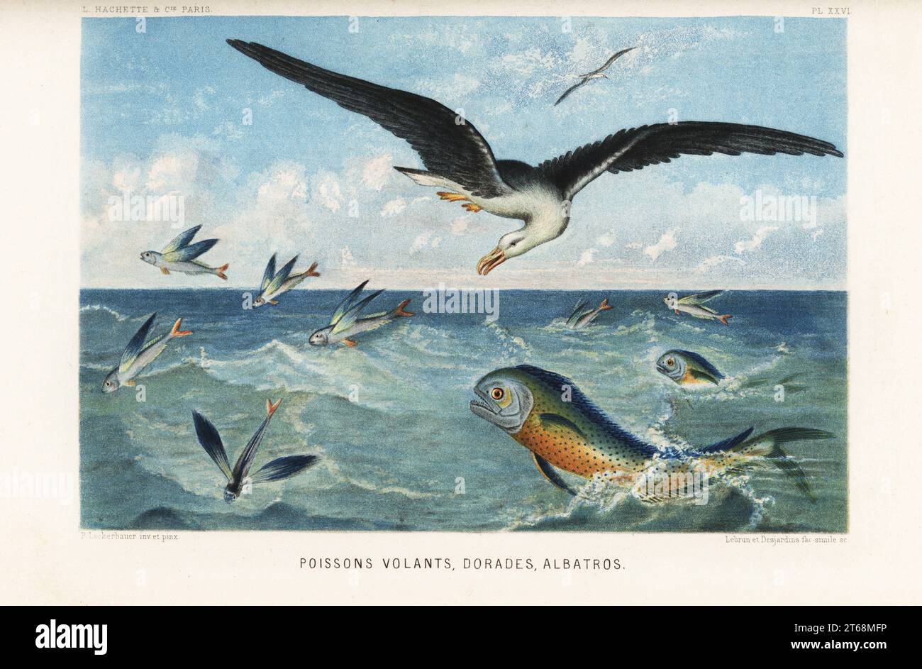 Flying fish, Exocoetus volitans, gilt-head sea bream, Sparus aurata, and albatross, Diomedea exulans. Poissons volants, dorades, albatros. Chromolithograph by Lebrun and Desjardins after Pierre Lackerbauer from Alfred Fredols Le Monde de la Mer, the World of the Sea, edited by Olivier Fredol, Librairie Hachette et. Cie., Paris, 1881. Alfred Fredol was the pseudonym of French zoologist and botanist Alfred Moquin-Tandon, 1804-1863. Stock Photo