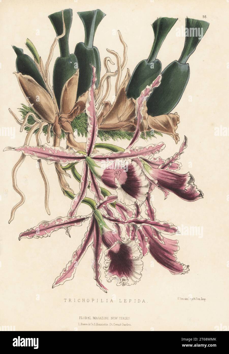 Trichopilia marginata orchid, native to Guatemala, Honduras, Nicaragua, Costa Rica and Panama. Imported by Veitch and Sons nursery. As Trichopilia lepida. Handcolored botanical illustration drawn and lithographed by Worthington George Smith from Henry Honywood Dombrain's Floral Magazine, New Series, Volume 3, L. Reeve, London, 1874. Lithograph printed by Vincent Brooks, Day & Son. Stock Photo