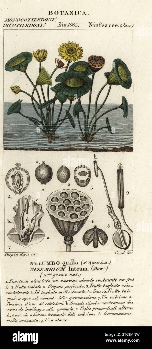 American lotus, Nelumbo lutea. Nelumbium luteum, Nelumbo giallo dAmerica. Handcoloured copperplate stipple engraving from Antoine Laurent de Jussieu's Dizionario delle Scienze Naturali, Dictionary of Natural Science, Florence, Italy, 1837. Illustration engraved by Corsi, drawn and directed by Pierre Jean-Francois Turpin, and published by Batelli e Figli. Turpin (1775-1840) is considered one of the greatest French botanical illustrators of the 19th century. Stock Photo