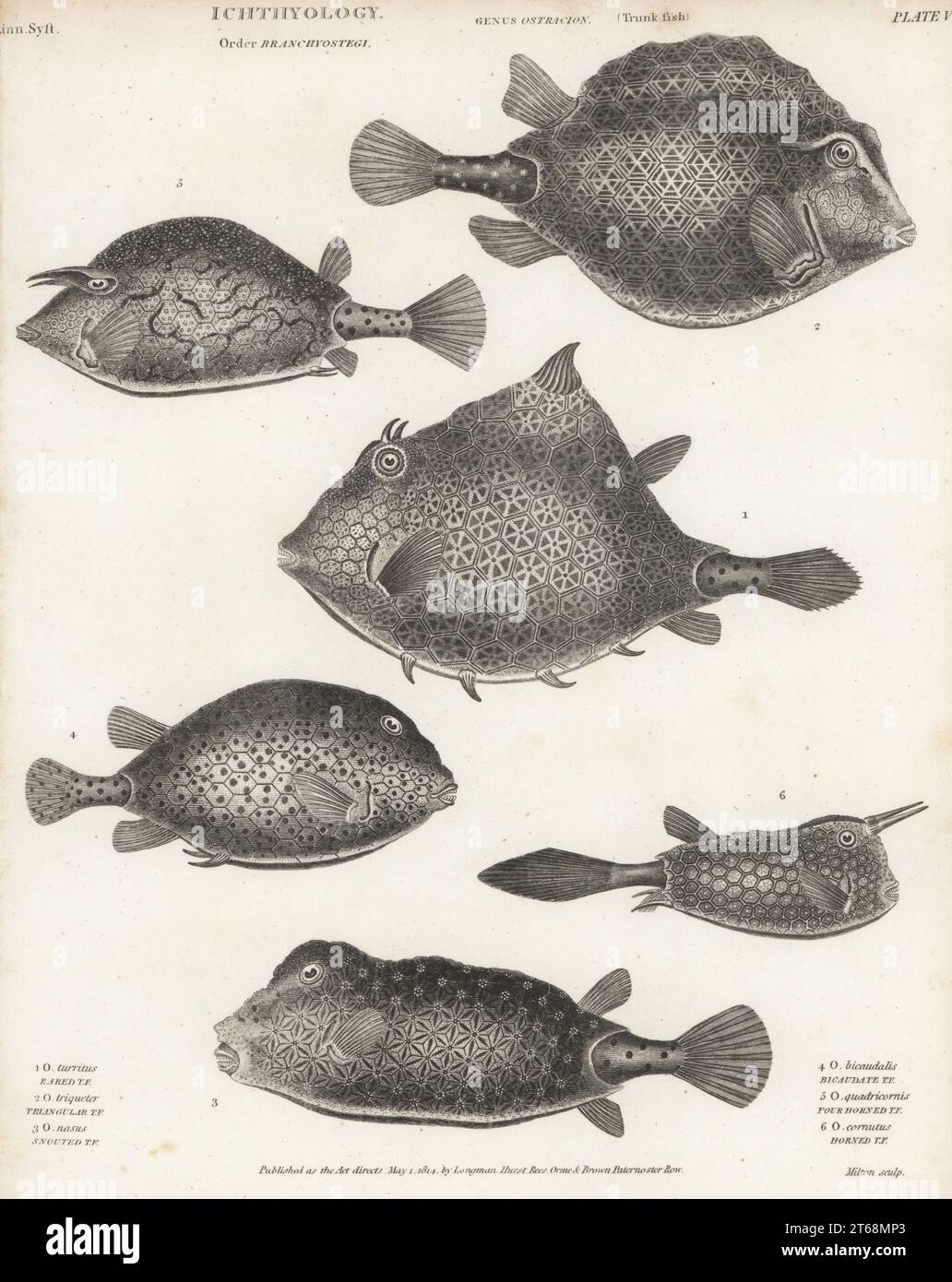 Humpback turretfish, Tetrosomus gibbosus 1, smooth trunkfish, Lactophrys triqueter 2, shortnose boxfish, Rhynchostracion nasus 3, spotted trunkfish, Lactophrys bicaudalis 4, scrawled cowfish, Acanthostracion quadricornis 5, and longhorn cowfish, Lactoria cornuta 6. Copperplate engraving by Thomas Milton from Abraham Rees' Cyclopedia or Universal Dictionary of Arts, Sciences and Literature, Longman, Hurst, Rees, Orme and Brown, Paternoster Row, London, May 1, 1814. Stock Photo