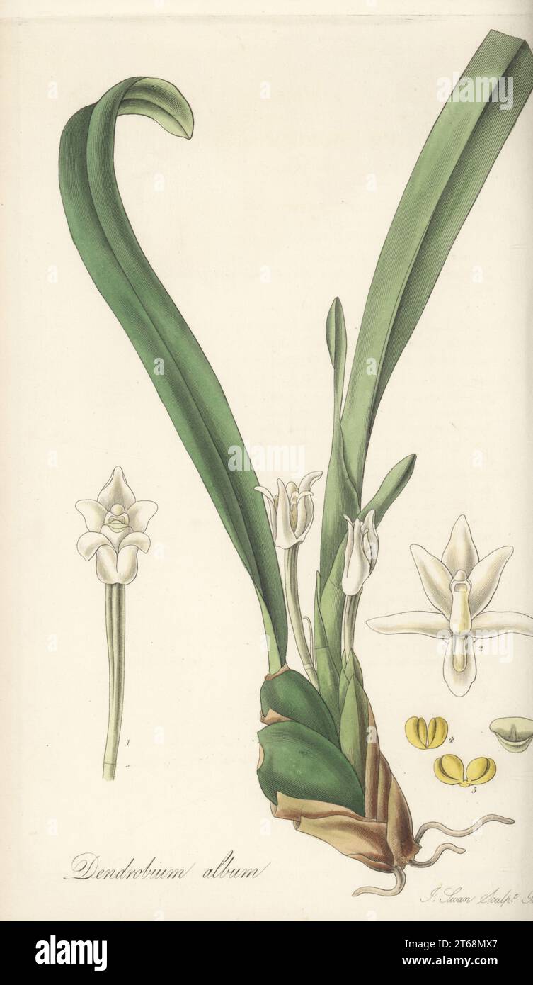 White-flowered maxillaria orchid, Maxillaria alba. Native to the Caribbean, Mexico and South America, and sent from Jamaica by coffee plantation owner James Wiles. White single-flowered dendrobium, Dendrobium album. Handcoloured copperplate engraving by Joseph Swan after a botanical illustration by William Jackson Hooker from his Exotic Flora, William Blackwood, Edinburgh, 1823-27. Stock Photo