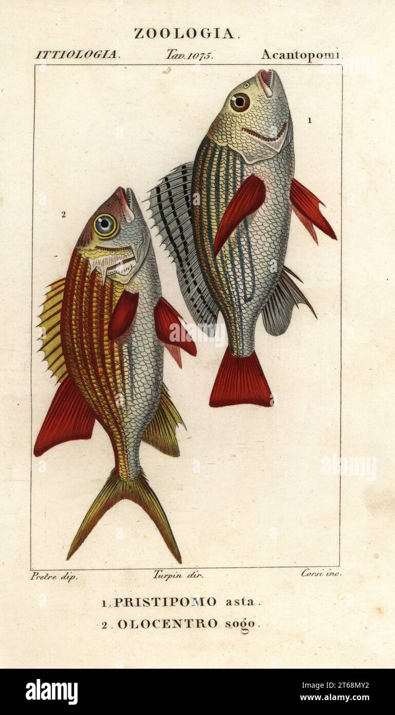 Banded grunt, Pomadasys furcatus 1, and squirrelfish, Holocentrus ascensionis 2. Pristipomo asta, Olocentro sogo. Handcoloured copperplate stipple engraving from Antoine Laurent de Jussieu's Dizionario delle Scienze Naturali, Dictionary of Natural Science, Florence, Italy, 1837. Illustration engraved by Corsi, drawn by Jean Gabriel Pretre and directed by Pierre Jean-Francois Turpin, and published by Batelli e Figli. Turpin (1775-1840) is considered one of the greatest French botanical illustrators of the 19th century. Stock Photo