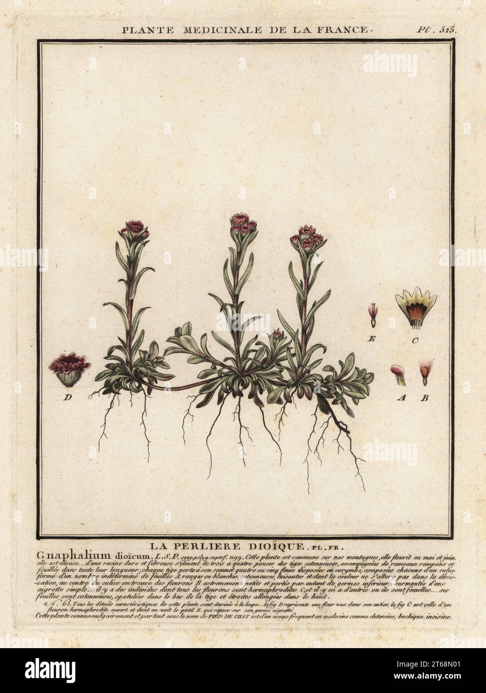 Mountain everlasting, Antennaria dioica. La perliere dioique, Gnaphalium dioicum. Copperplate engraving printed in three colours by Pierre Bulliard from his Herbier de la France, ou collection complete des plantes indigenes de ce royaume, Didot jeune, Debure et Belin, 1780-1793. Stock Photo