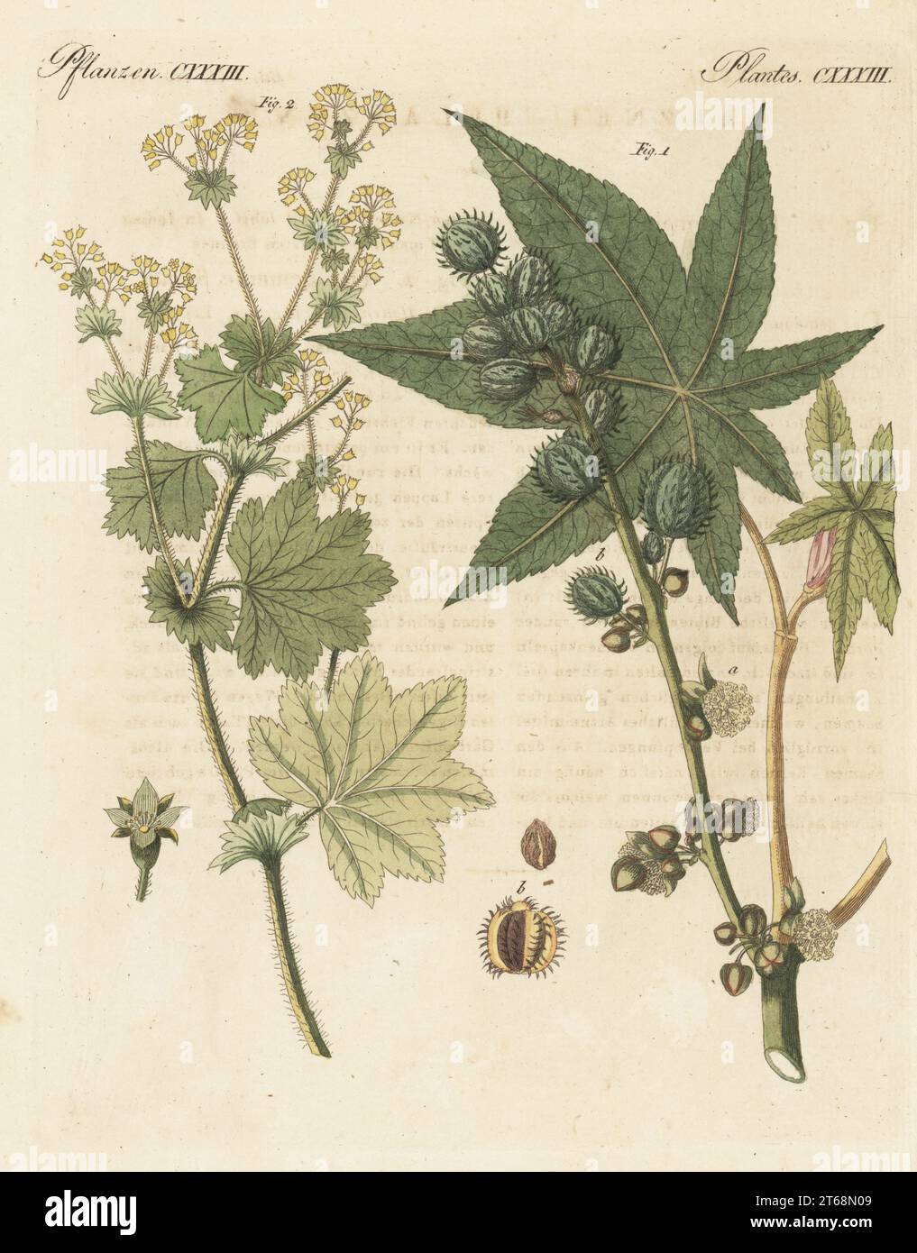Castor oil plant, Ricinus communis 1 and lady's mantle, Alchemilla vulgaris 2. Wunderbaum, Ricin, Sinau, l'Alchemille. The botanicals were drawn by Henriette and Conrad Westermayr, F. Götz and C. Ermer. Handcoloured copperplate engraving from Carl Bertuch's Bilderbuch fur Kinder (Picture Book for Children), Weimar, 1810. A 12-volume encyclopedia for children illustrated with almost 1,200 engraved plates on natural history, science, costume, mythology, etc., published from 1790-1830. Stock Photo