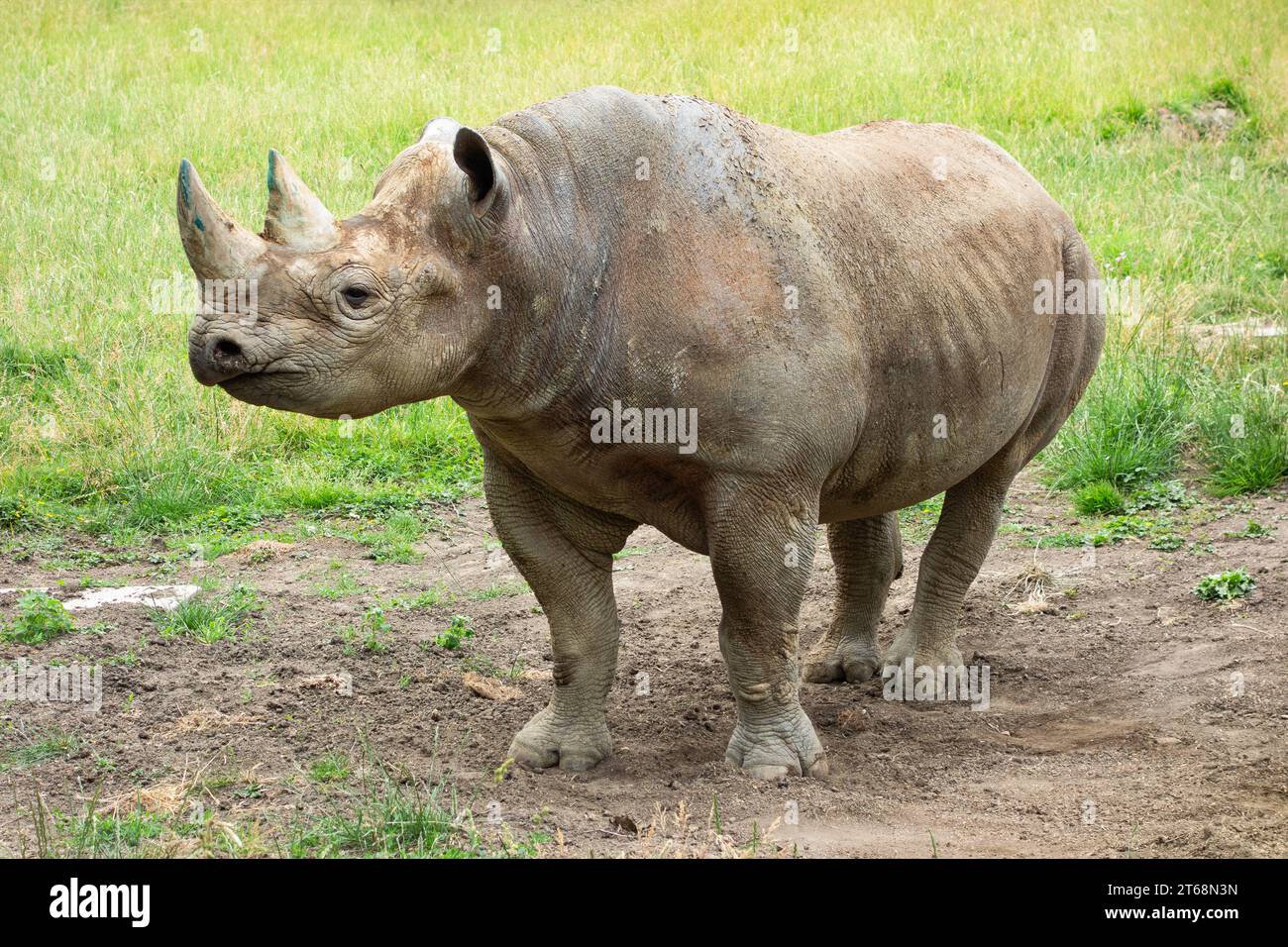 Rhinoceros standing alert taken at Port Lympne Safari Park Stock Photo