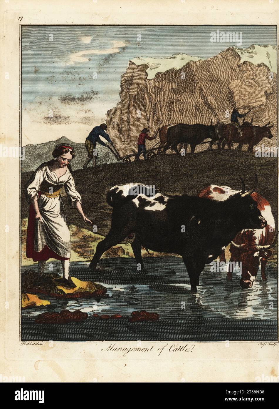 Dairy maid with cattle at a pond, and farmers driving oxen and plow, 18th century. Management of Cattle. Handcoloured copperplate engraving by J. Pass after an illustration by Daniel Dodd from William Augustus Osbaldistons The British Sportsman, or Nobleman, Gentleman and Farmers Dictionary of Recreation and Amusement, J. Stead, London, 1792. Stock Photo