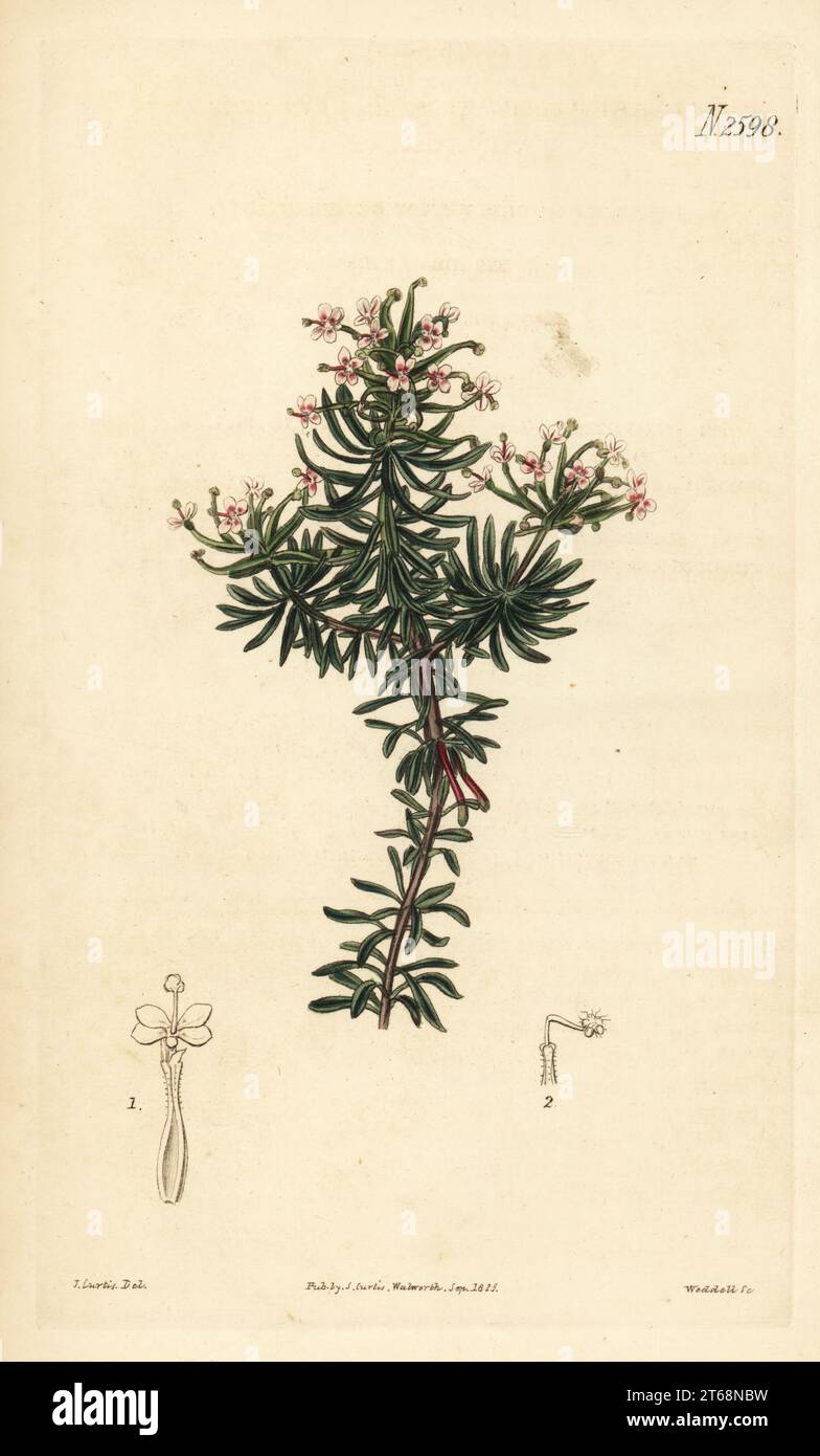 Beaked triggerplant or one-celled stylidium, Stylidium adnatum. Native to King's George Sound, Australia (New Holland), imported by Robert Barclay. Handcoloured copperplate engraving by Weddell after a botanical illustration by John Curtis from William Curtis's Botanical Magazine, Samuel Curtis, London, 1825. Stock Photo