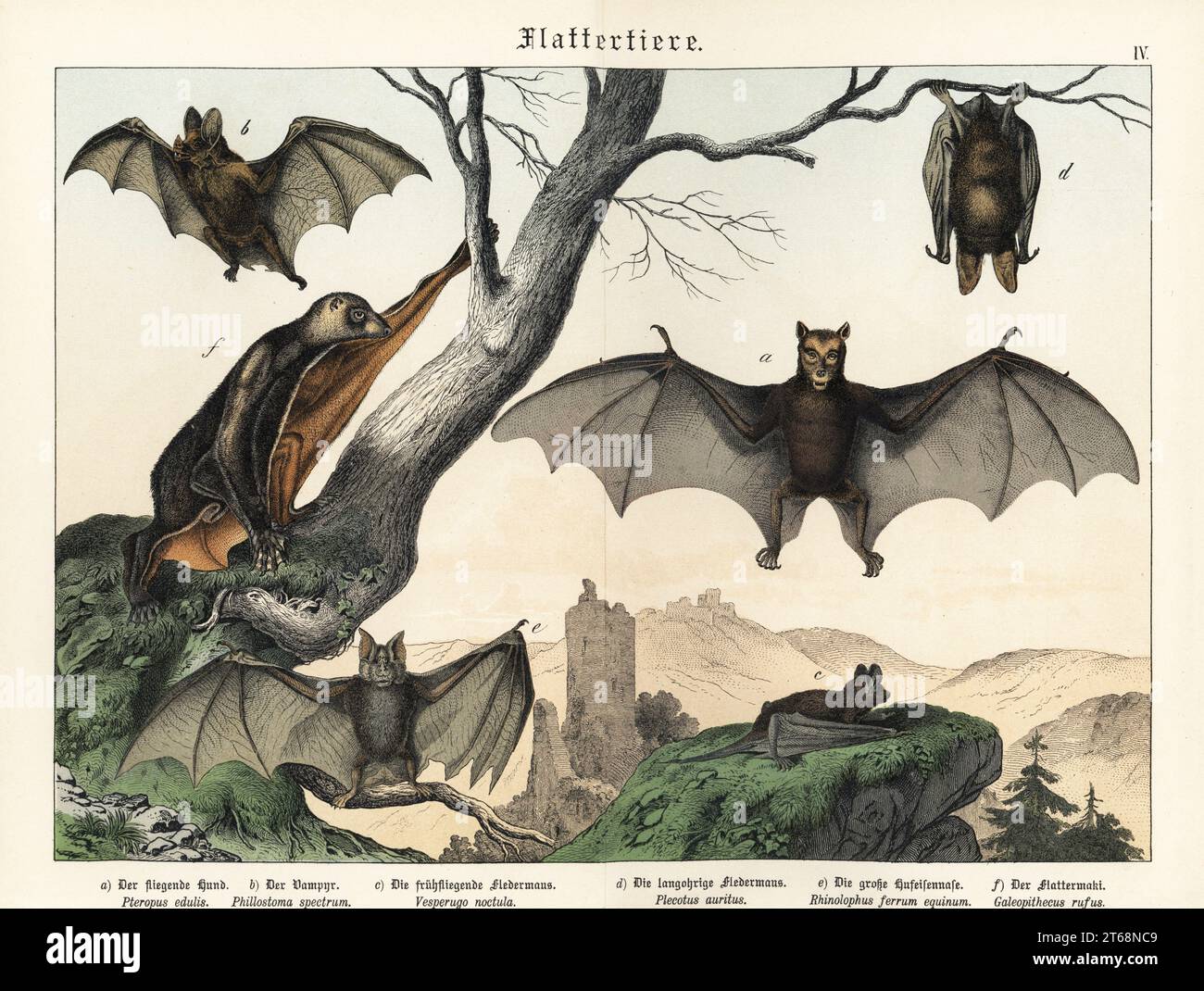 Blackeared flying fox, Pteropus melanotus a, spectral bat, Vampyrum