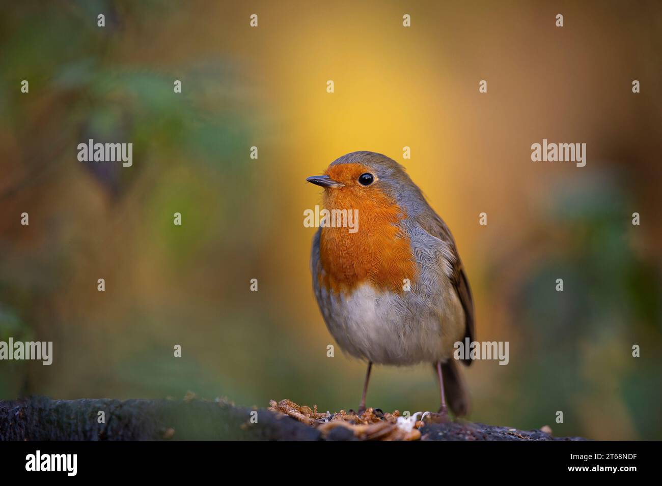 Kidderminster, UK. 9th November, 2023. UK weather: the local wildlife enjoys a moment of glorious sunshine today, quite a contrast to the past wet, gloomy week. A lone robin bird poses for a second in the sunshine before foraging for its autumn morning snack. Credit: Lee Hudson/Alamy Live News Stock Photo