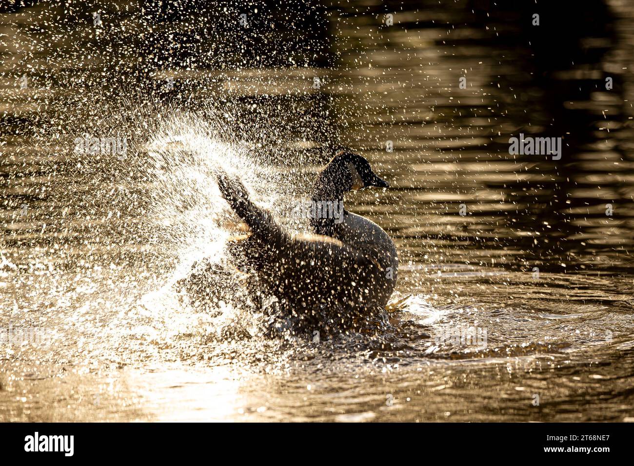 Kidderminster, UK. 9th November, 2023. UK weather: the local wildlife enjoys glorious sunny sunshine today, quite a contrast to the past wet gloomy week. A lone Canada goose splashes as it preens in water lit by the morning sunshine. Credit: Lee Hudson/Alamy Live News Stock Photo
