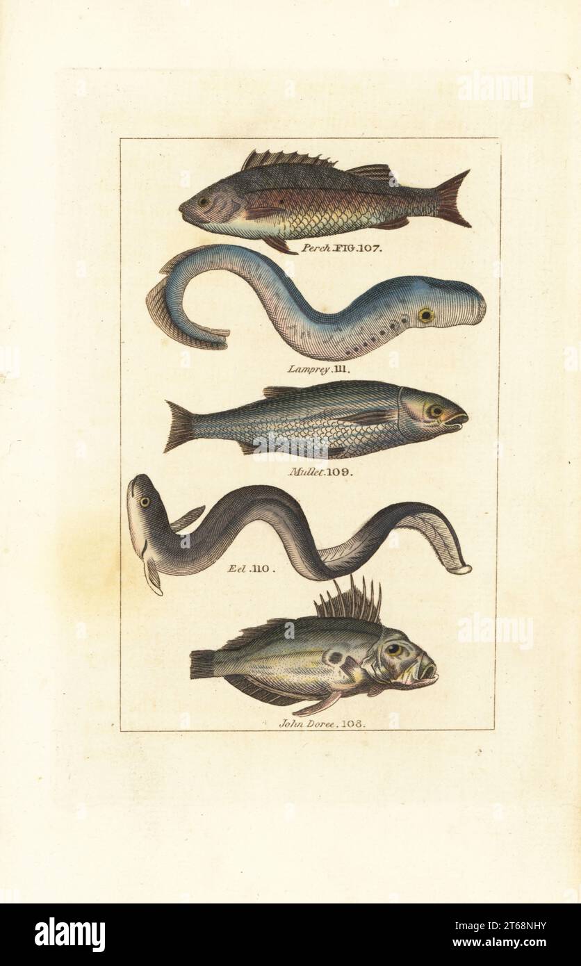 European perch, Perca fluviatilis 107, lamprey eel, Lampetra fluviatilis 111, mullet, Mugil cephalus 109, critically endangered European eel, Anguilla anguilla 110 and John Dory, Zeus faber 108. Handcoloured copperplate engraving after Jacques de Seve from James Smith Barrs edition of Comte Buffons Natural History, A Theory of the Earth, General History of Man, Brute Creation, Vegetables, Minerals, T. Gillet, H. D. Symonds, Paternoster Row, London, 1808. Stock Photo