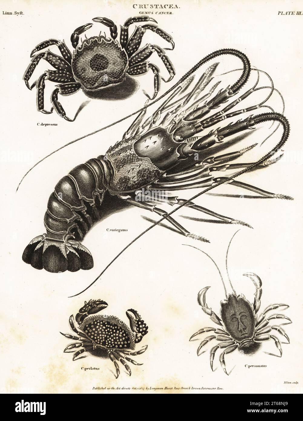 Tidal spray crab, Plagusia depressa, common lobster, Homarus gammarus (mislabeled Cancer variegatus), red rock crab, Cancer productus, and masked crab, Corystes cassivelaunus. Copperplate engraving by Milton from Abraham Rees' Cyclopedia or Universal Dictionary of Arts, Sciences and Literature, Longman, Hurst, Rees, Orme and Brown, London, 1817. Stock Photo