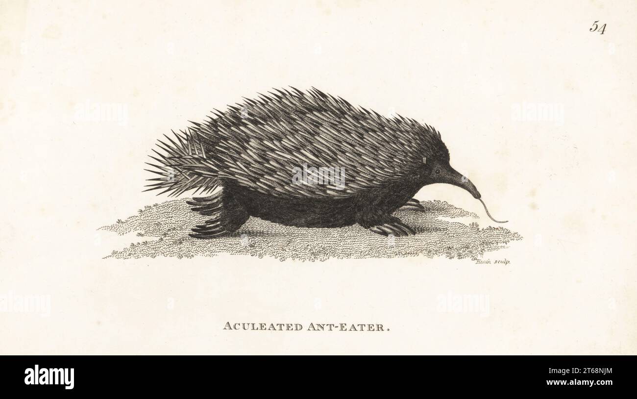 Short-beaked echidna or short-nosed echidna, Tachyglossus aculeatus. Native to New Holland (Australia). Aculeated ant-eater, Myrmecophaga aculeata. After an illustration by the Port Jackson Painter. Copperplate engraving by James Heath from George Shaws General Zoology: Mammalia, G. Kearsley, Fleet Street, London, 1800. Stock Photo