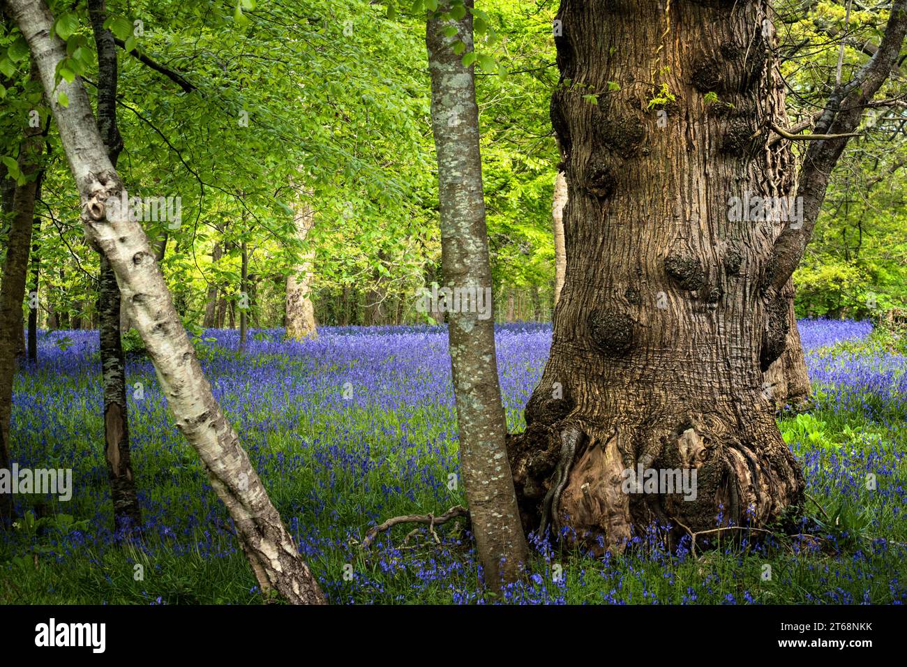 A field of common English Bliuebells Hyacinthoides non-scripta in the quiet historic Parc Lye in Enys Gardens in Penryn in Cornwall in the UK. Stock Photo